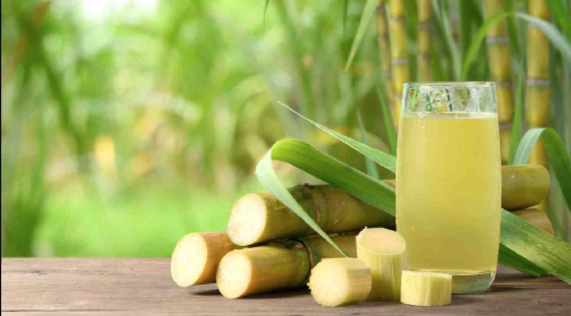 Sugar cane juice for liver cirrhosis / disease