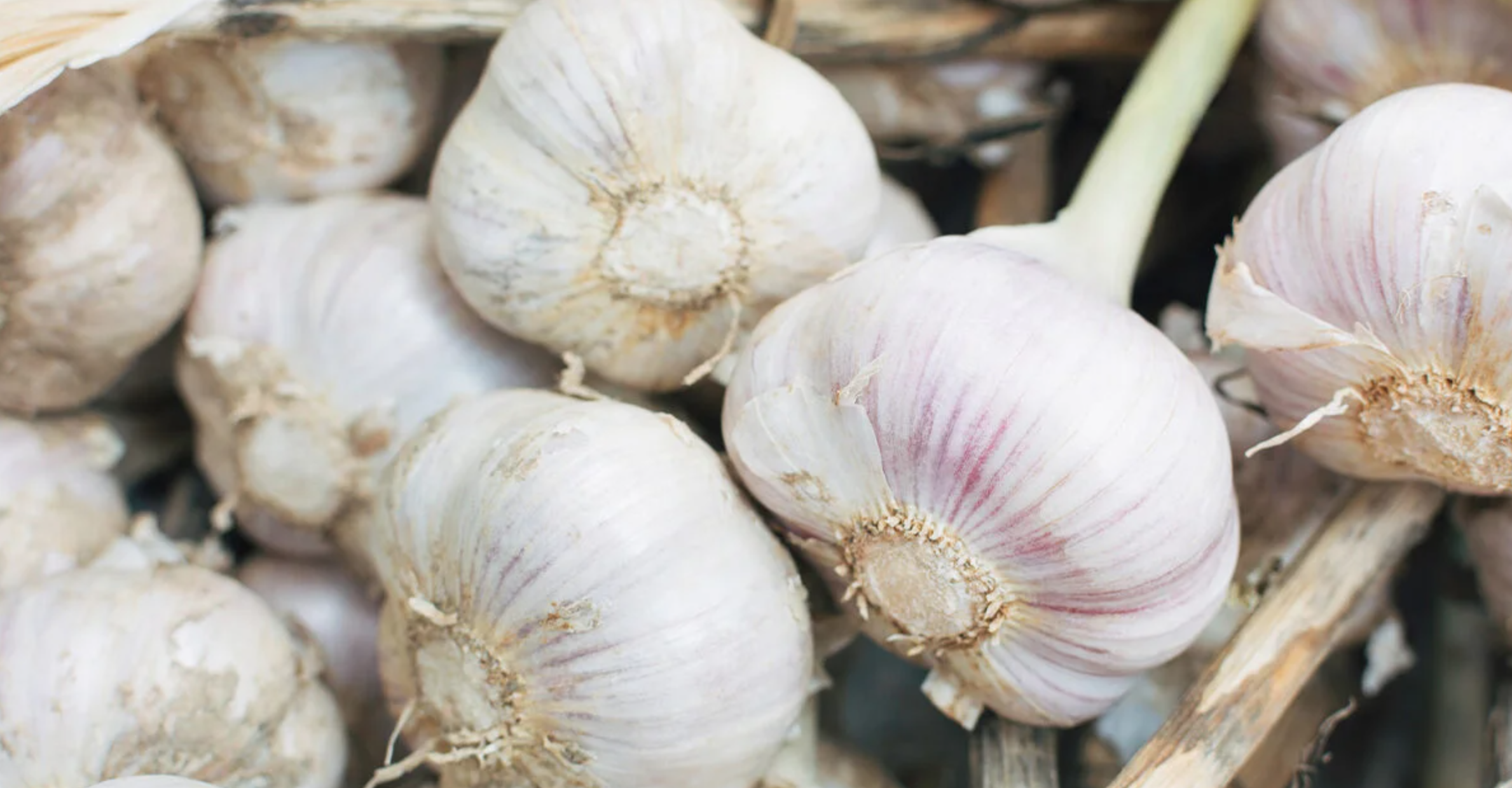Can Garlic help Liver Cirrhosis / Disease?
